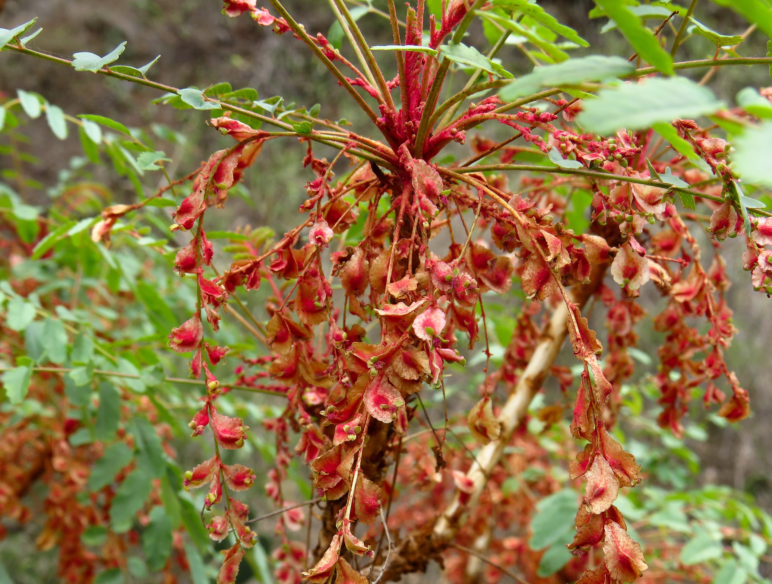 Marcetela moquinova