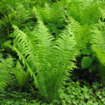 Matteuccia_struthiopteris