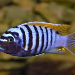Maylandia-zebra-01