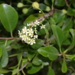 Maytenus_canariensis_kz1