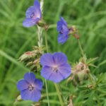 Meadow_Cranesbill