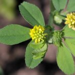Medicago_lupulina_inflorescence,_hopklaver_bloeiwijze