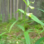 Melampyrum_pratense_-_1_(2005_07_19)