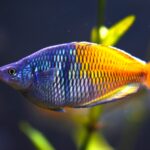 Melanotaenia-boesemani-Aquarium-02-scaled