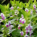 Melittis_melissophyllum_Royal_Velvet_Distinction_1_1024x1024.jpg