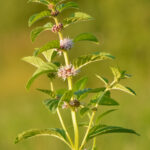 Mentha_arvensis_-_põldmünt_Keila