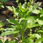 Mercurialis_annua_2005.07.11_11.37.49-p7110221