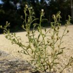 Microrrhinum_minus_sl3