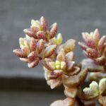 Monanthes-muralis8