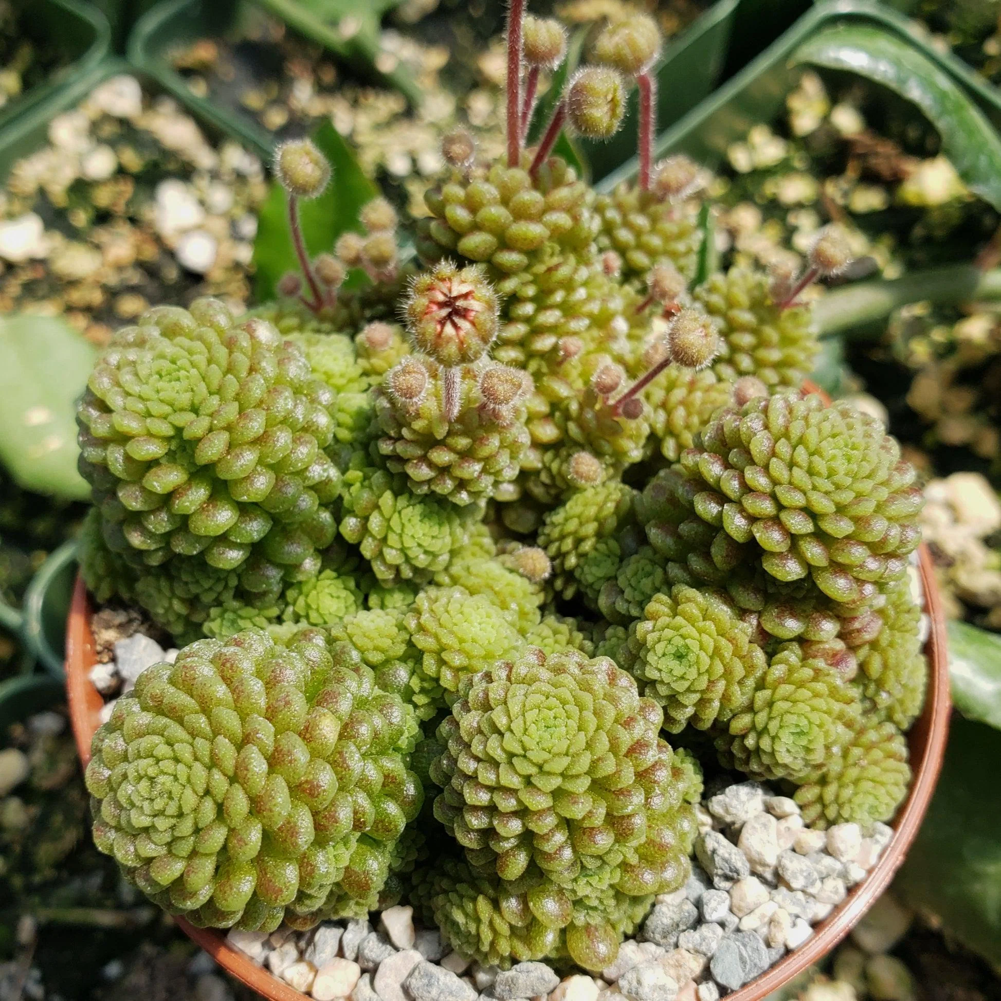 Monantes mnoholistá