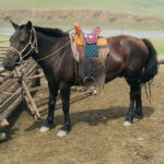 Mongolian-horse