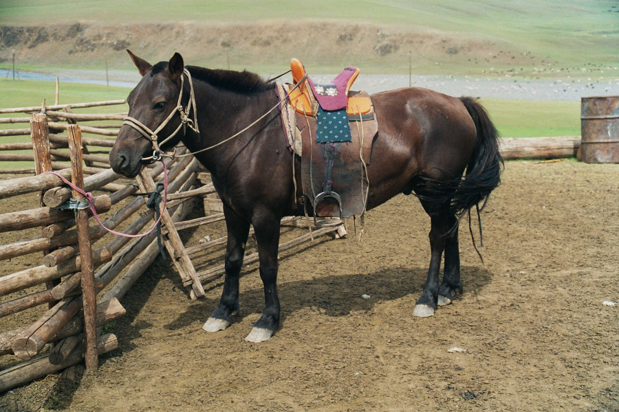 Mongolský kůň