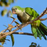 Monk_Parakeet_(Myiopsitta_monachus)_(28420470712)