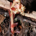 Monotropa_hypopitys_0319
