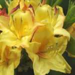 Native-Azalea-Canary-Isles-2