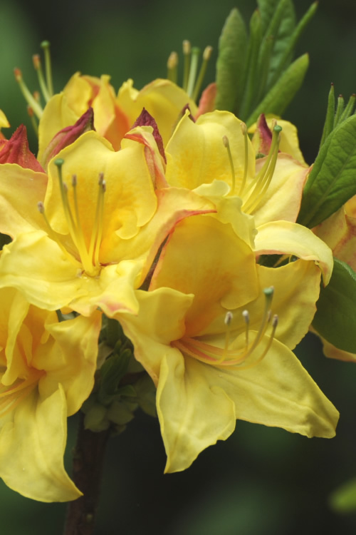Rododendron ´canary´