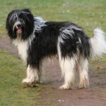 Nederlandse-schapendoes-02