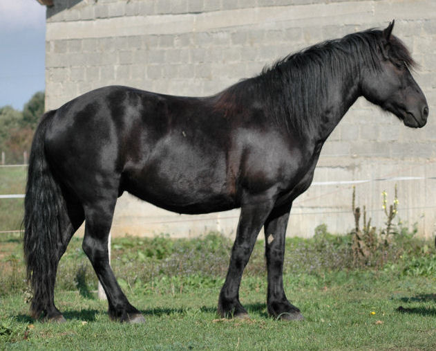 Mérenský kůň