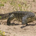 Nile_monitor_(Varanus_niloticus)_2