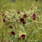 Nonea_pulla_near_natural_monument_Branžovy_in_2012_(2)