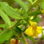 Odontites-holliana