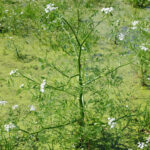 OenantheAquatica2