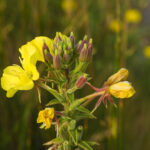 Oenothera biennis (common evening primrose).