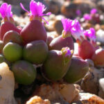 Oophytum-oviforme3