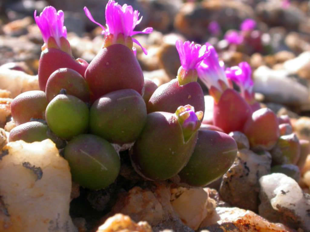 Oophytum oviforme