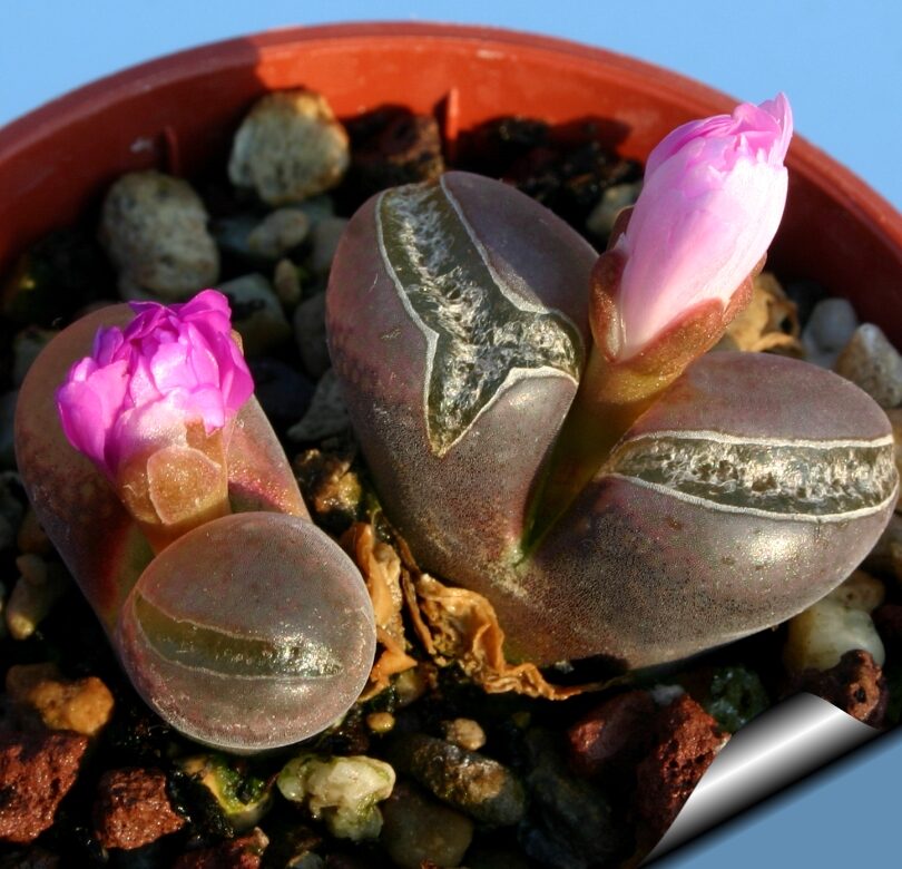 Ophthalmophyllum schuldtii