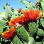 Opuntia_tomentosa_(54073969)