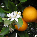 Pomerančovník čínský OrangeBloss_wb