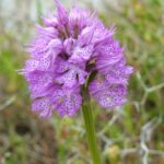 Orchis_Tridentata