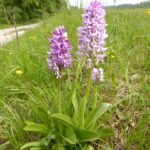 Orchis_militaris_62