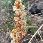 Orobanche_artemisiae-campestris9
