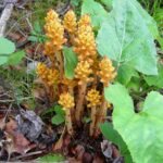 Orobanche_flava_sl1