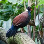 Otidiphaps_nobilis