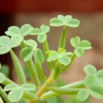 Oxalis-herrerae