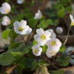 Oxalis_acetosella_LC0190