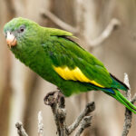 PIHUICHO_optimized.x46230