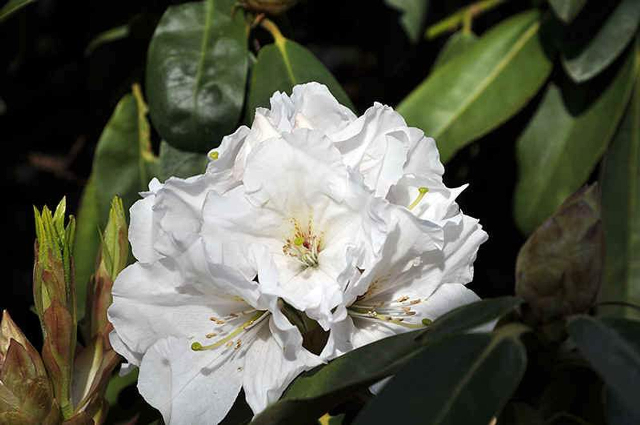 Rododendron ´mount everest´