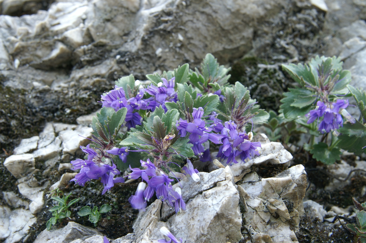 Paederota bonarota
