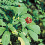 Panax_quinquefolius