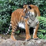Panthera_tigris_corbetti_02