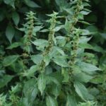 Parietaria_officinalis_2