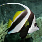 Pennant_coralfish_melb_aquarium_edit2