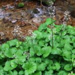 Petasites_kablikianus_a1