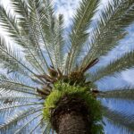 Phoenix_dactylifera100_4209