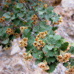 Physocarpus_alternans