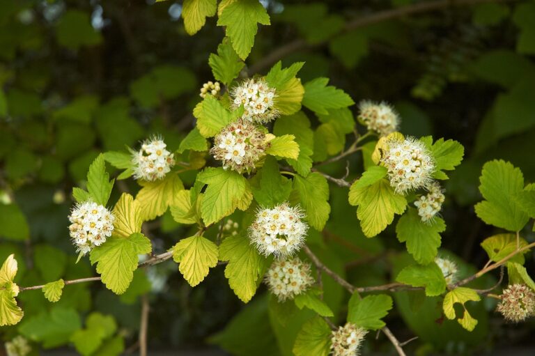 Tavola olysalá Physocarpus_opulifolius_Luteus_D